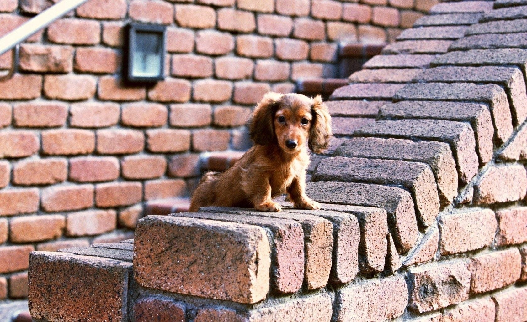 dachshund puppy on brick wall