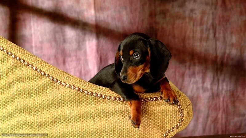 dachshund puppy on chair