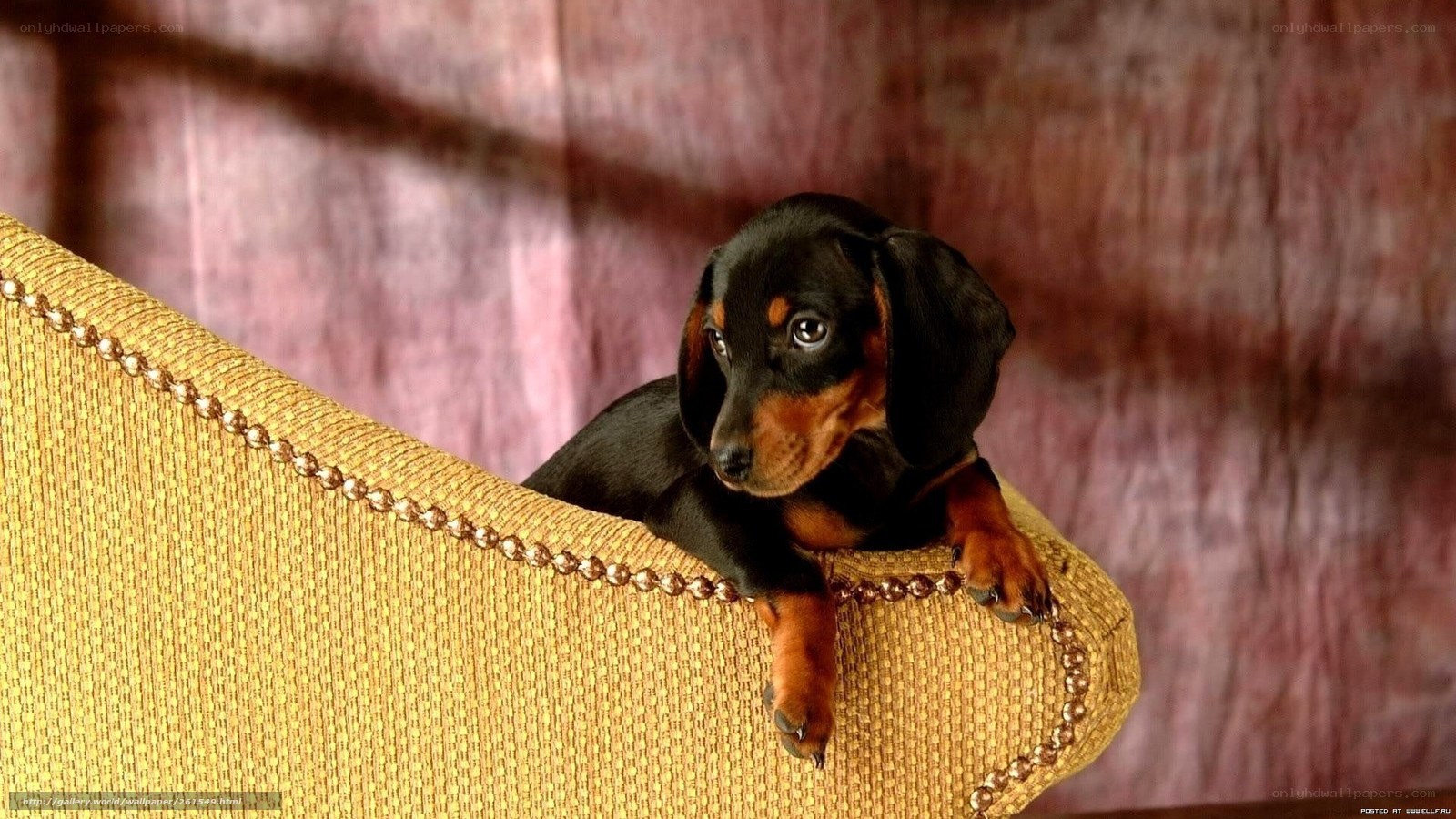 dachshund puppy on chair