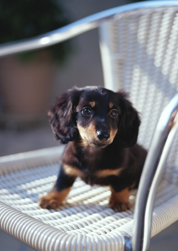 dachshund puppy on chair