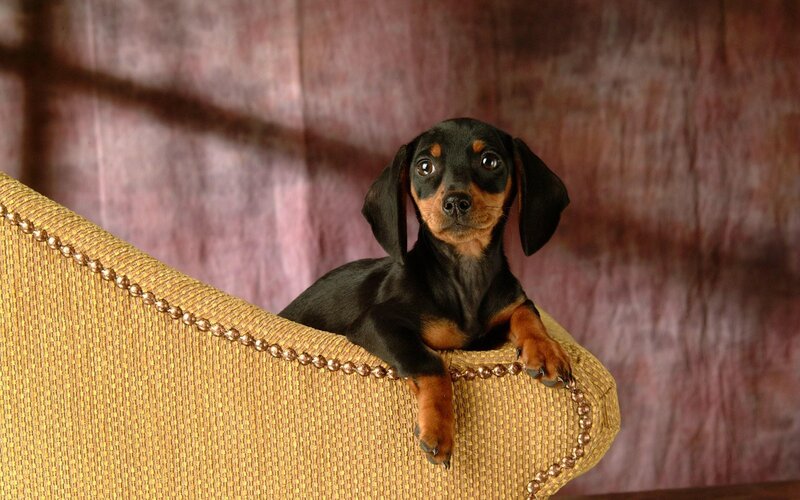 dachshund puppy on chair