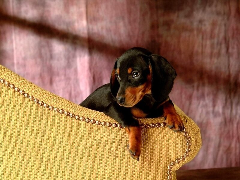 Dachshund Puppy on Chair — Brown