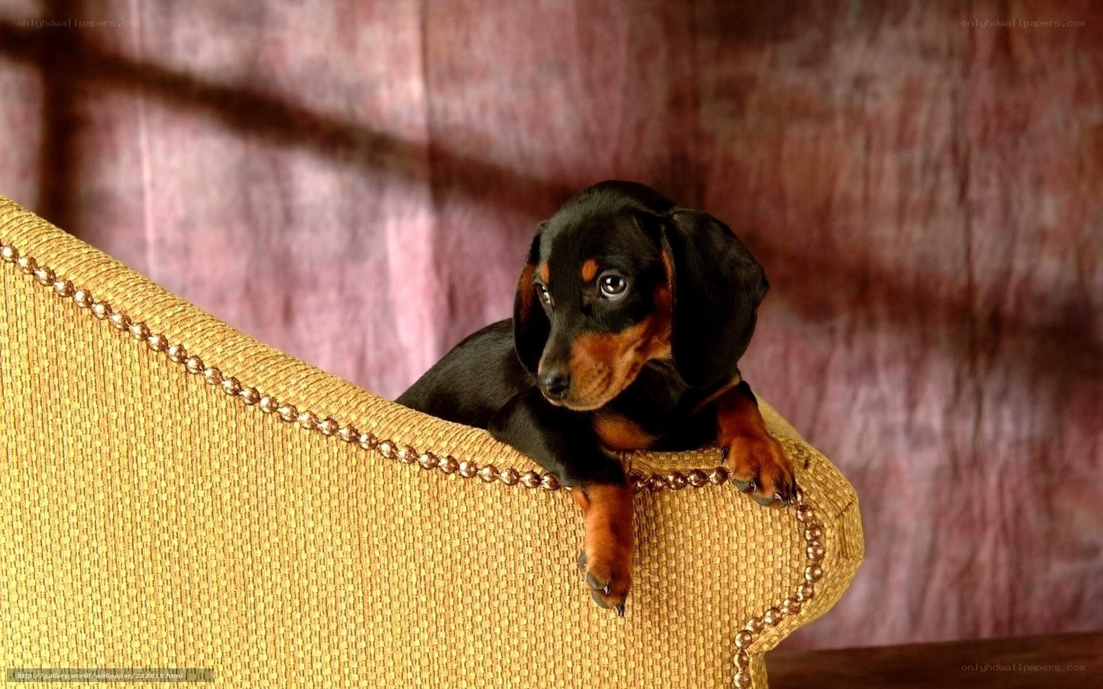 dachshund puppy on chair