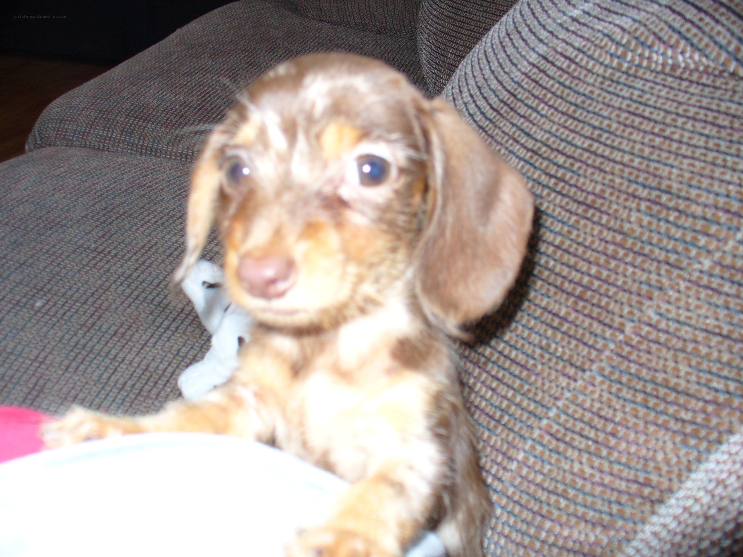 dachshund puppy on couch