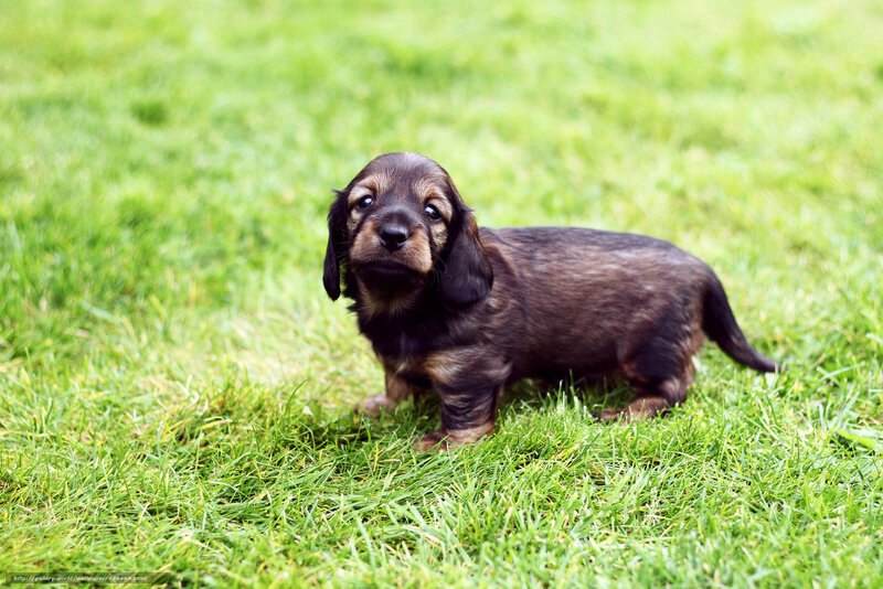 dachshund puppy on grass