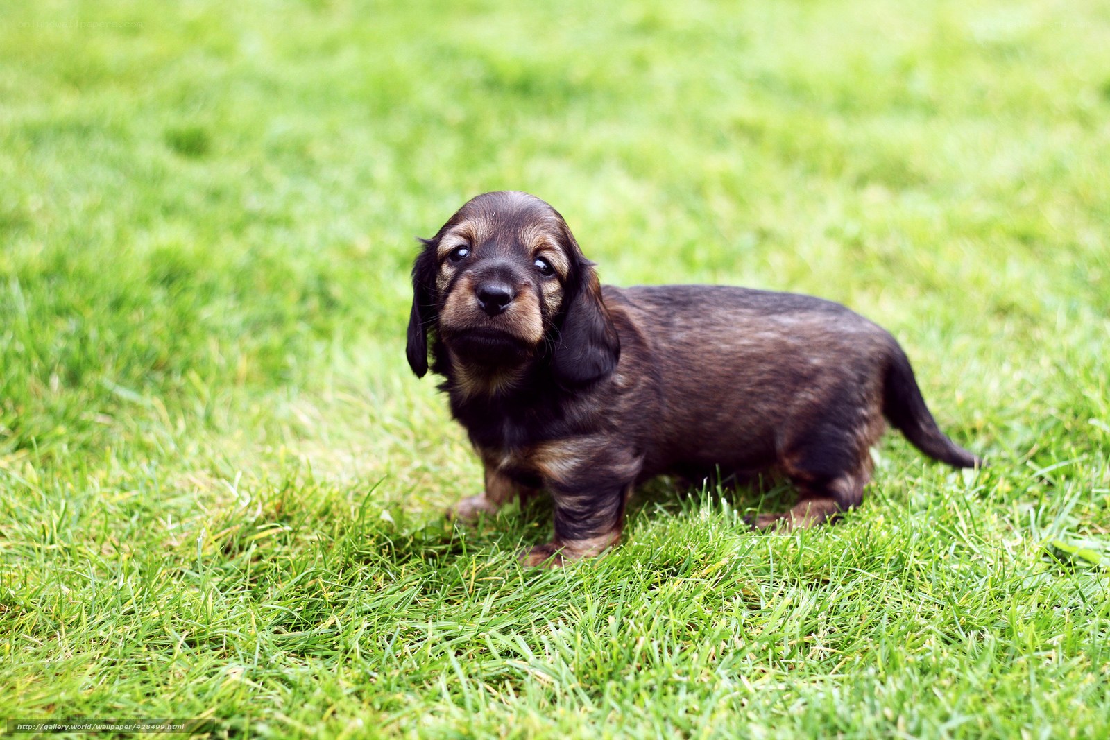 dachshund puppy on grass