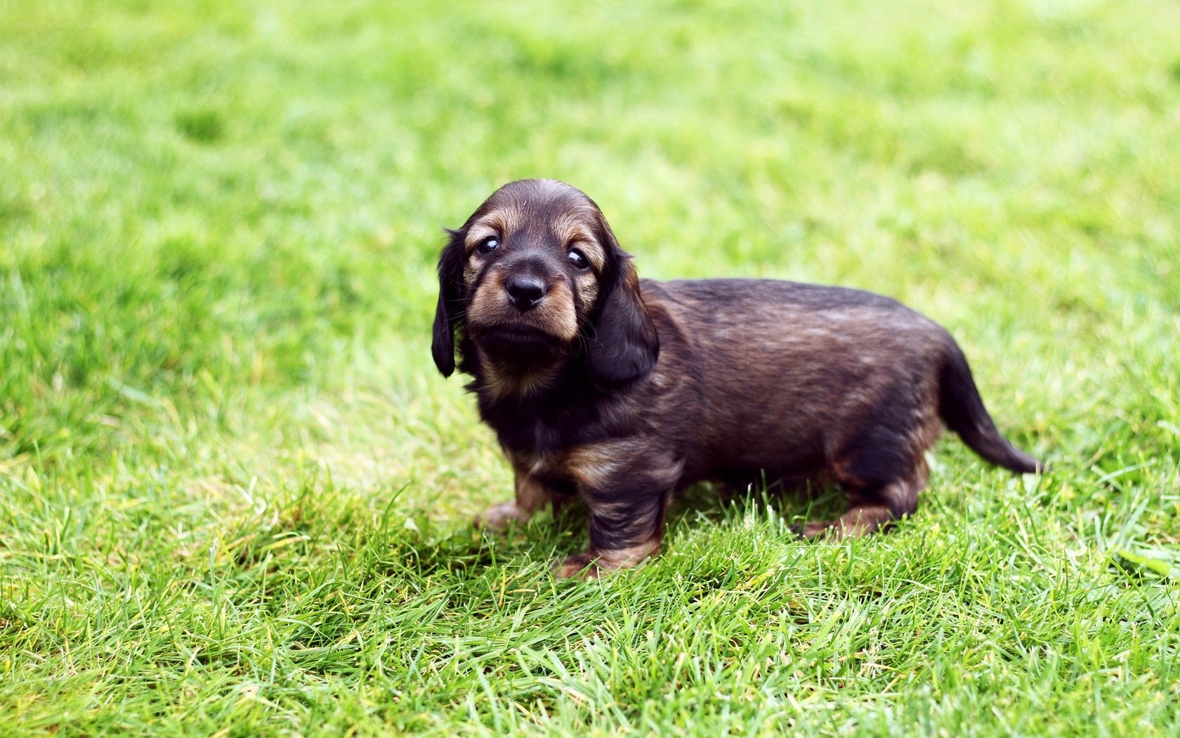 dachshund puppy on grass
