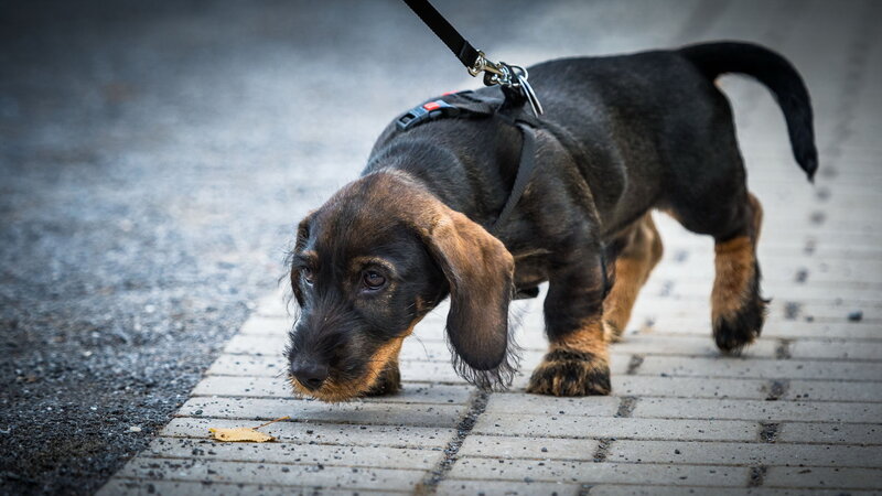 Dachshund Puppy on Leash