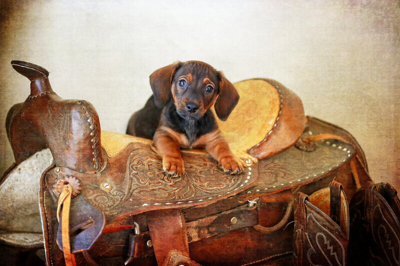 Dachshund Puppy on Saddle