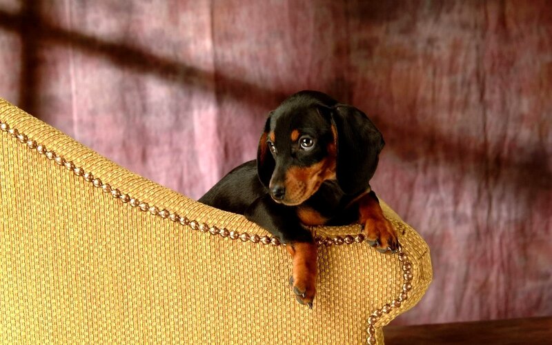 Dachshund puppy on sofa