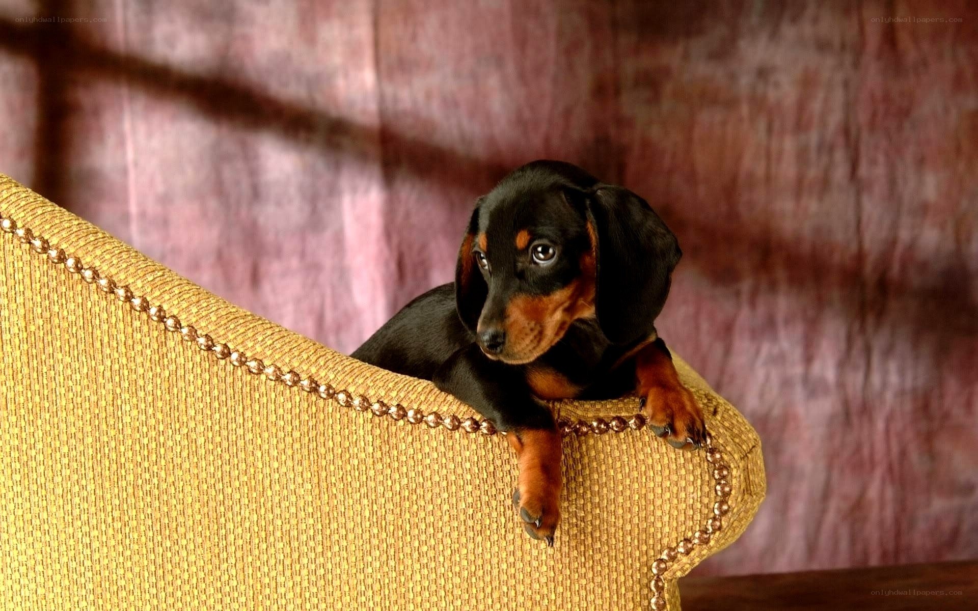 Dachshund puppy on sofa