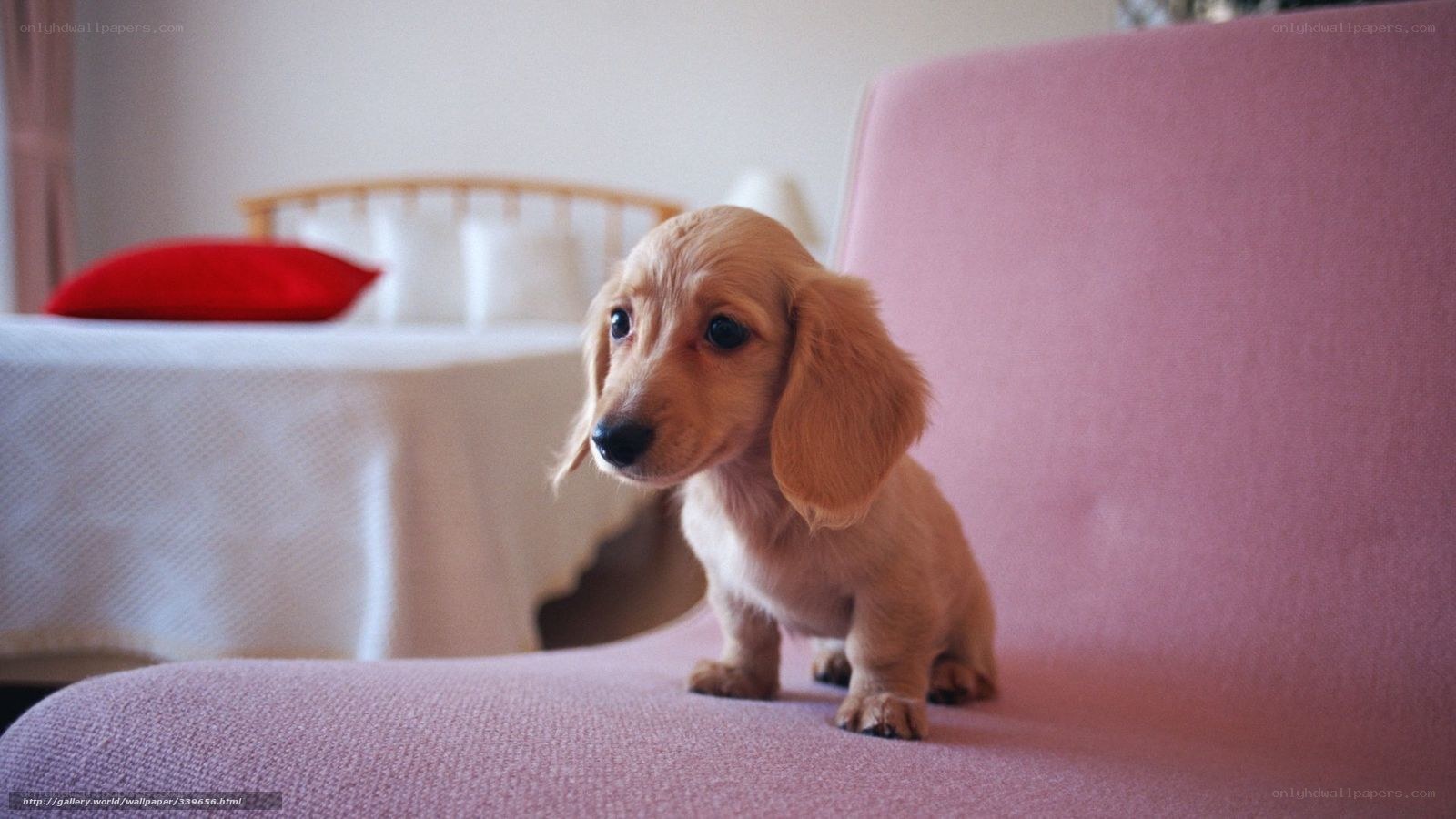 dachshund puppy on sofa