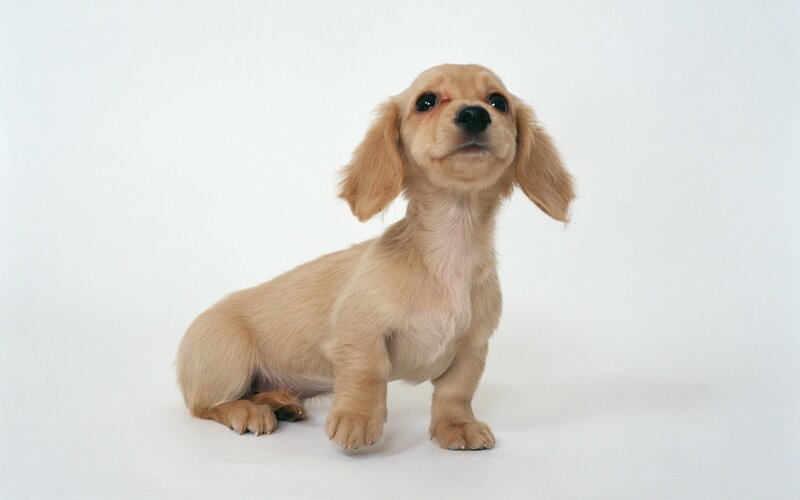 dachshund puppy on white