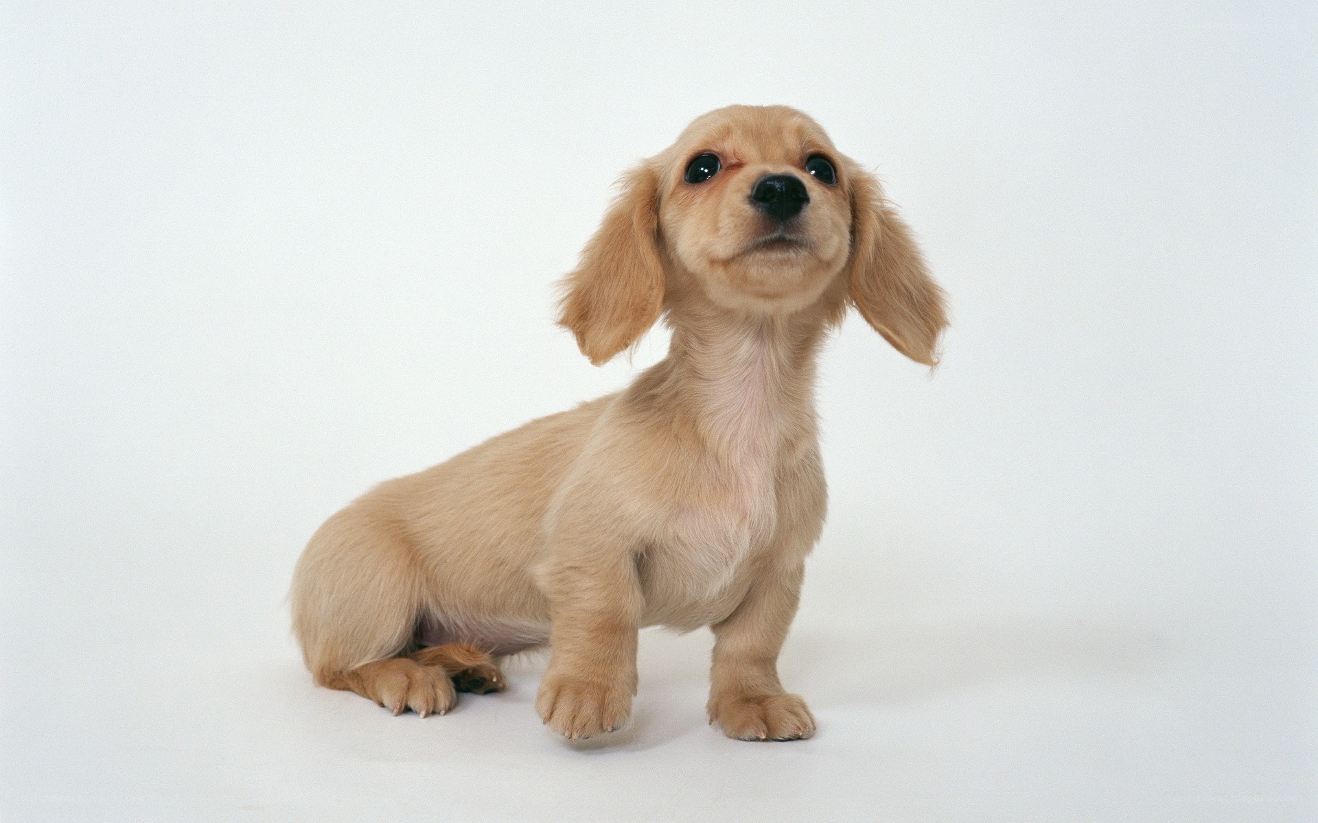 dachshund puppy on white