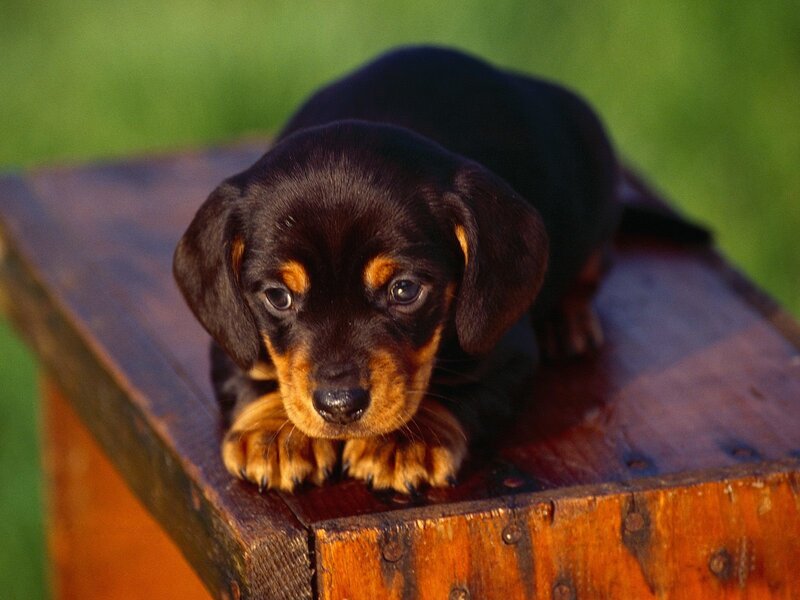 dachshund puppy on wooden box