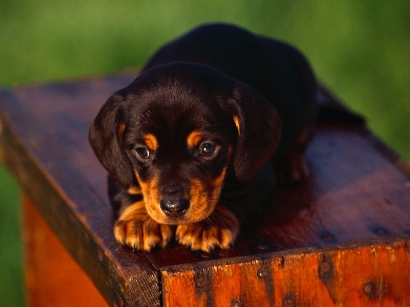 Dachshund puppy on wooden box