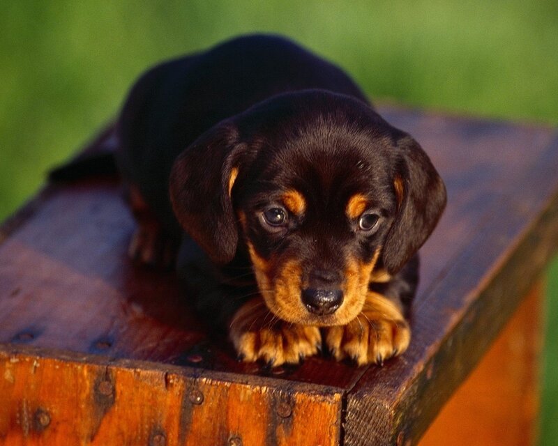 Dachshund puppy on wooden box