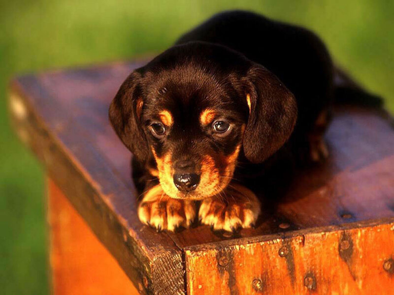 dachshund puppy on wooden box