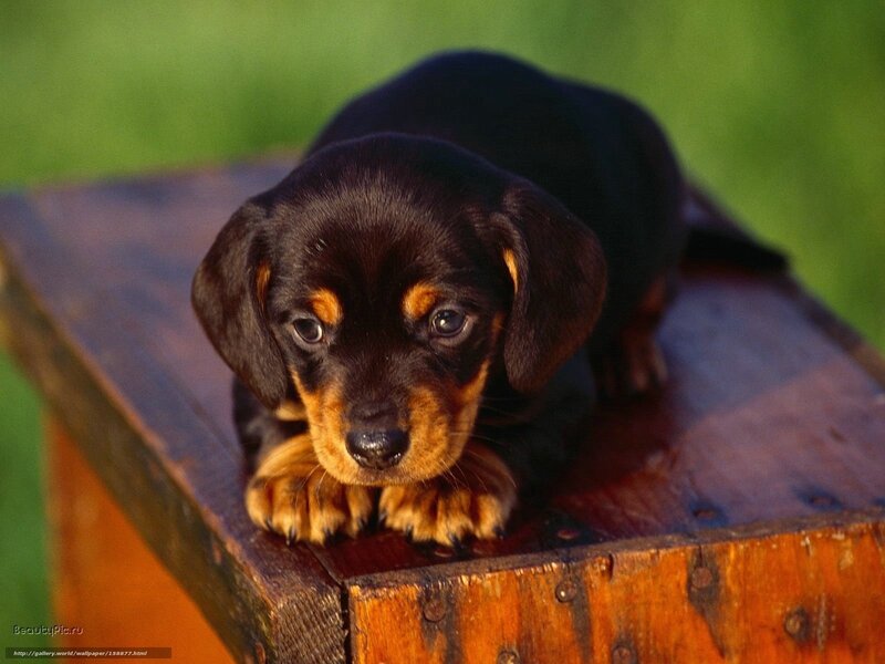Dachshund puppy on wooden box