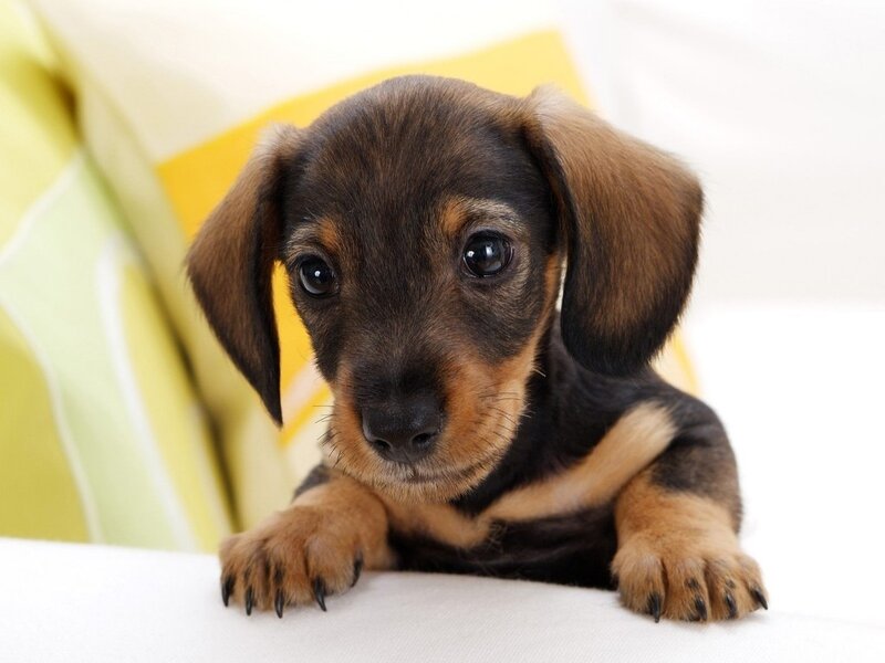Dachshund Puppy — Pillow