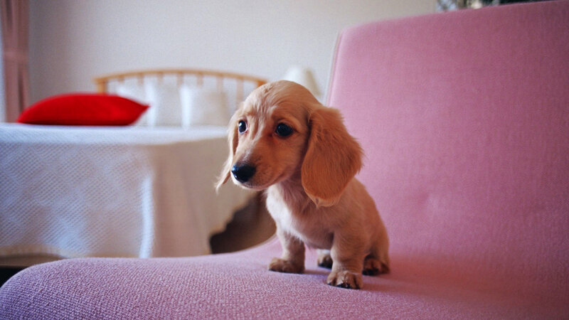 Dachshund Puppy — Pink, Calm, Photograph