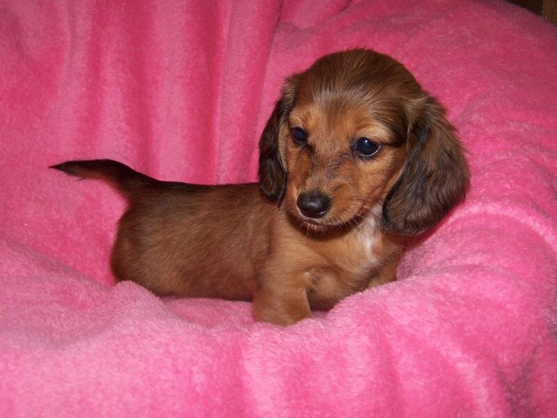 Dachshund Puppy — Pink