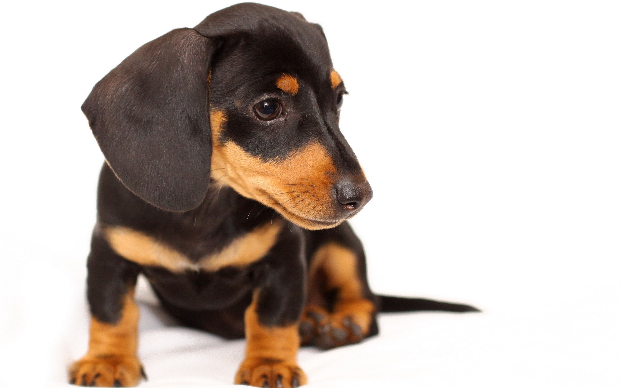 dachshund puppy portrait