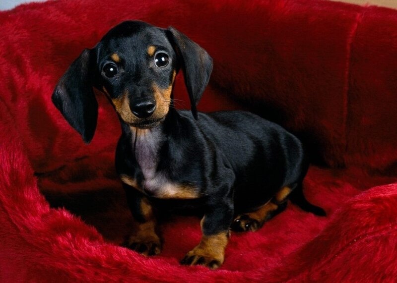Dachshund Puppy — Red, Calm