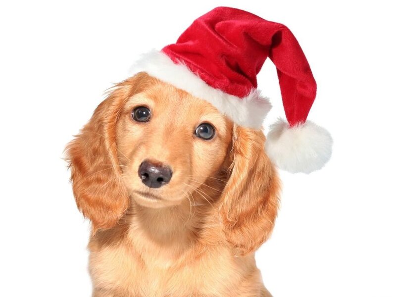 Dachshund Puppy — Red