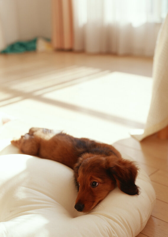 dachshund puppy resting on pillow