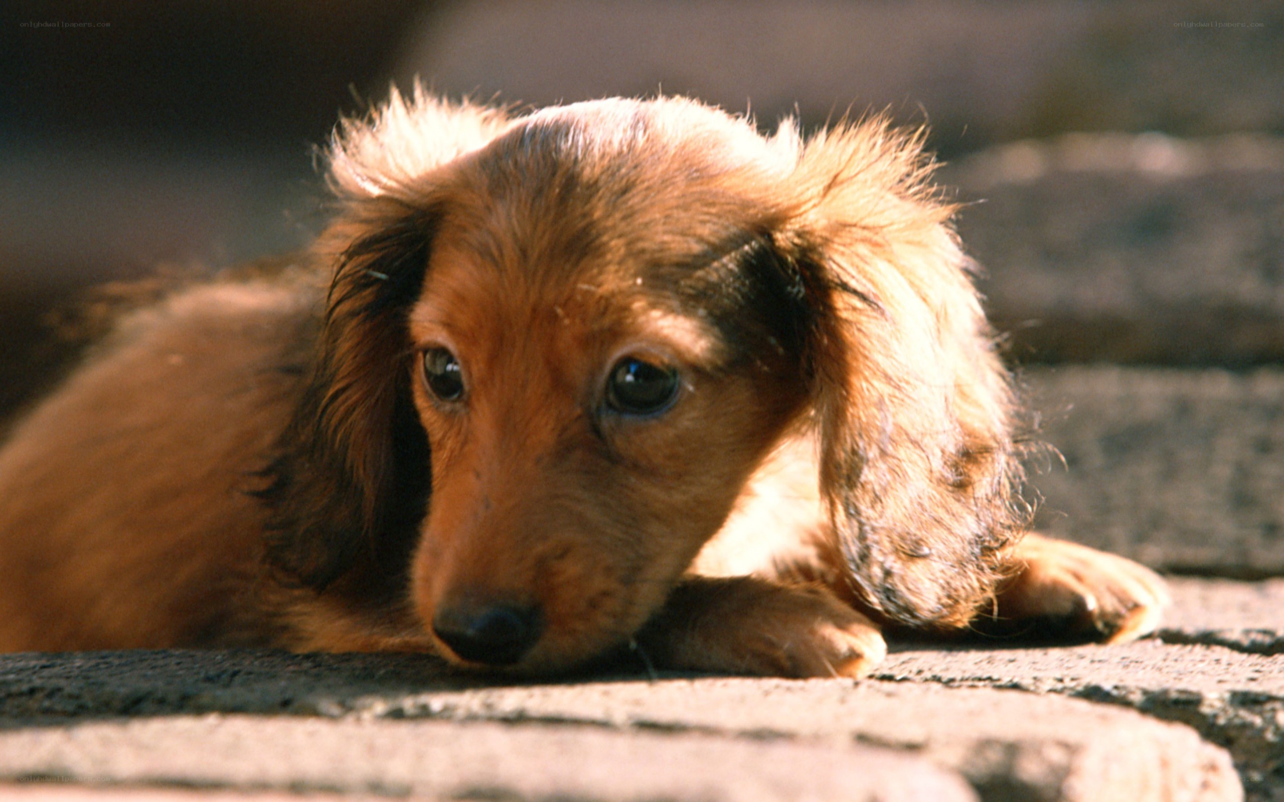 dachshund puppy resting