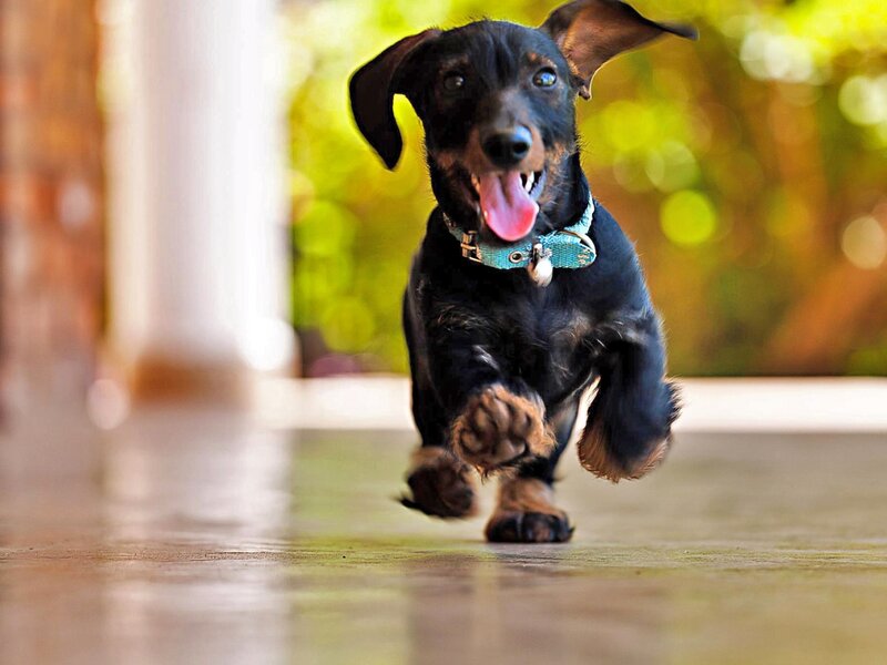 Dachshund Puppy Running — Black, Active