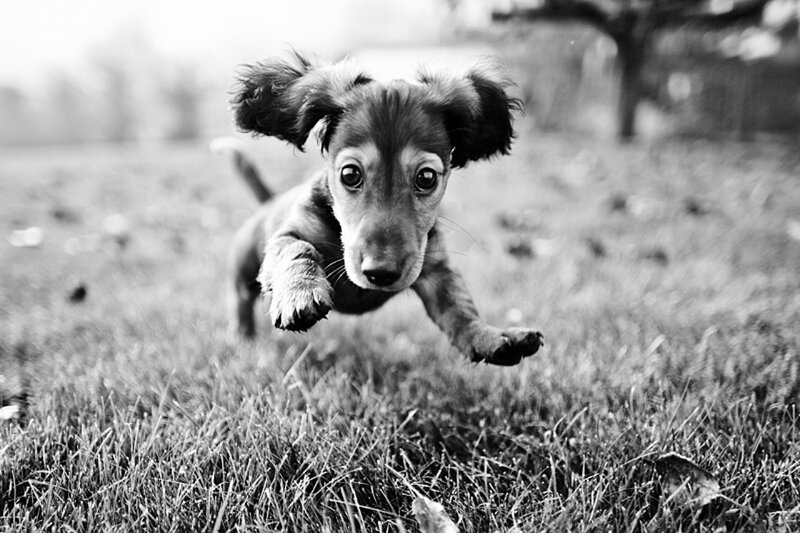 Dachshund Puppy Running — Black, Playful