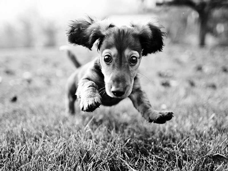 Dachshund Puppy Running — Black