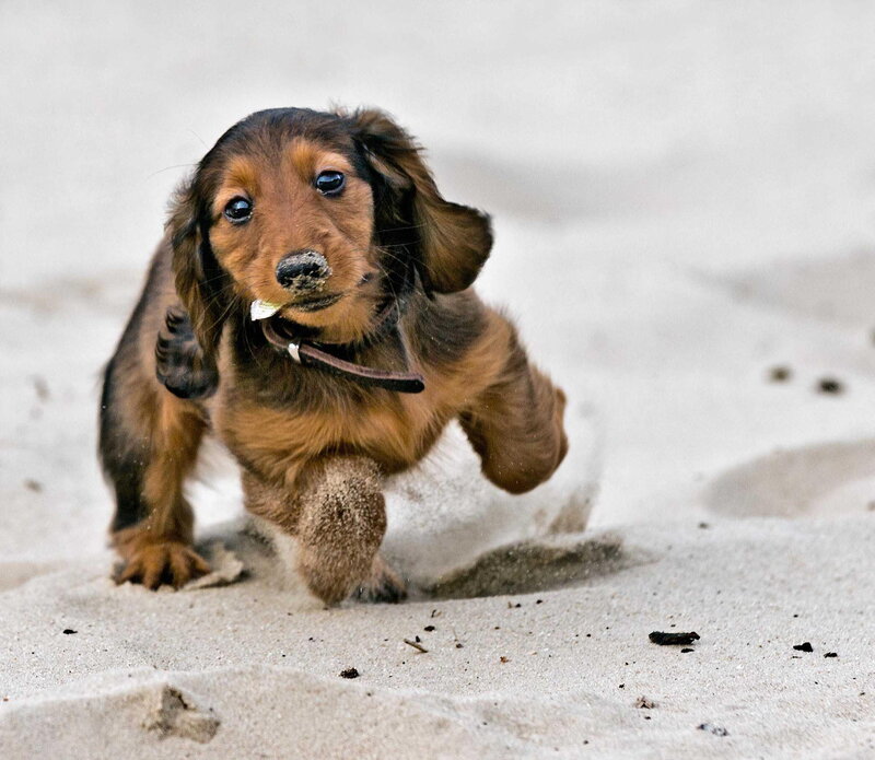 Dachshund Puppy Running — Brown