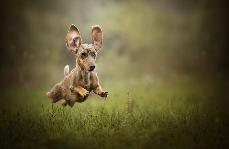 Dachshund Puppy Running — Green, Active