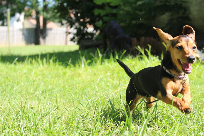 Dachshund Puppy Running — Green