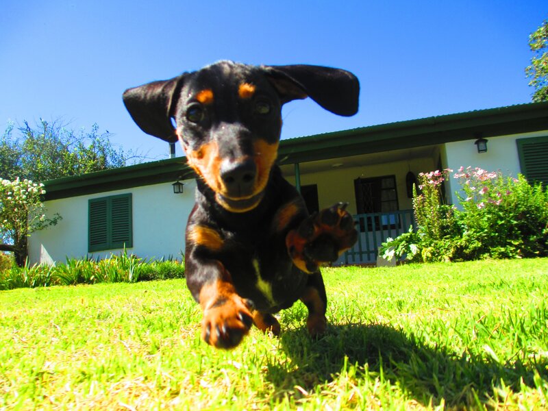 Dachshund puppy running on grass