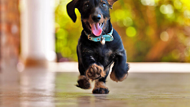Dachshund Puppy Running