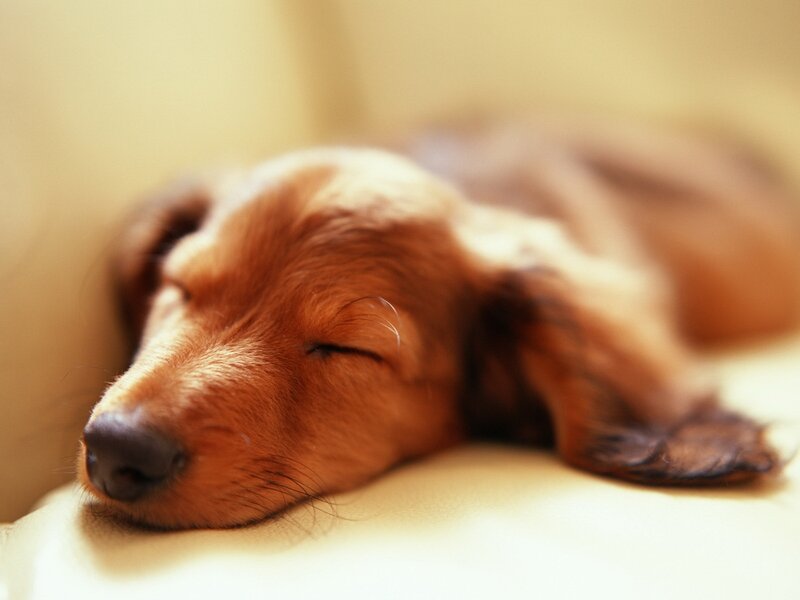 Dachshund Puppy Sleeping — Brown, Peaceful, Photograph