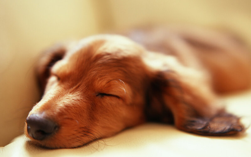 Dachshund Puppy Sleeping — Brown, Peaceful