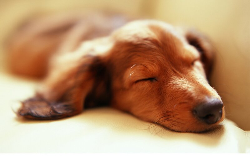 Dachshund Puppy Sleeping — Brown