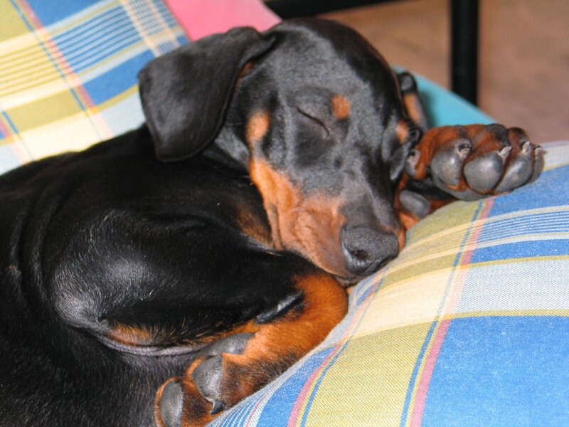 Dachshund Puppy Sleeping