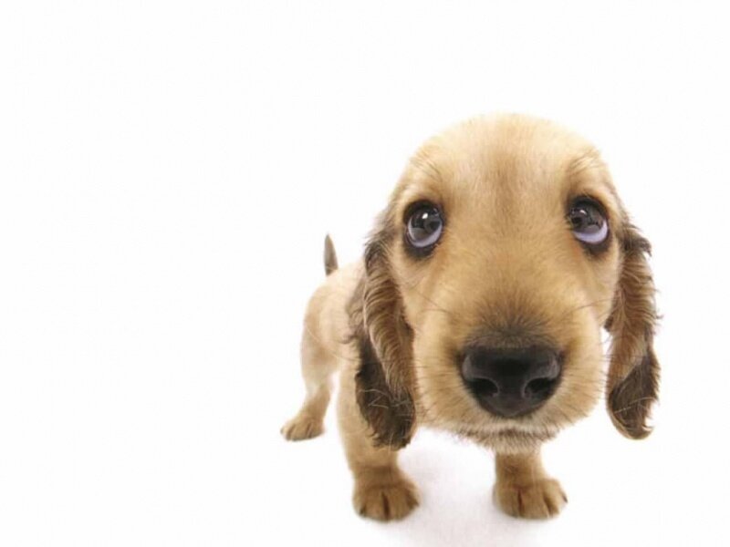 Dachshund Puppy