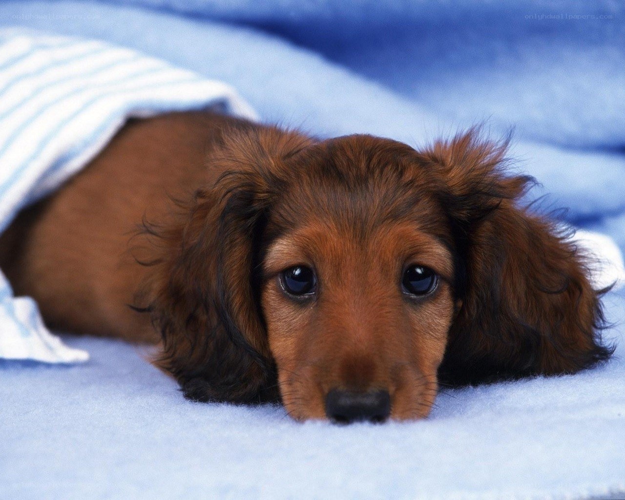 Dachshund puppy under blanket