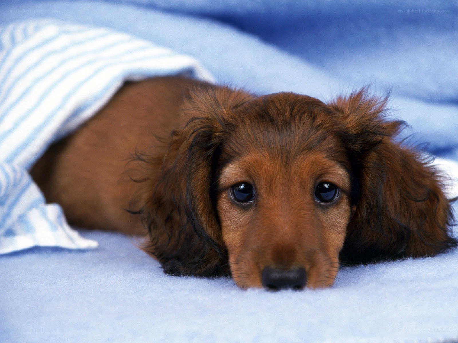 dachshund puppy under blanket