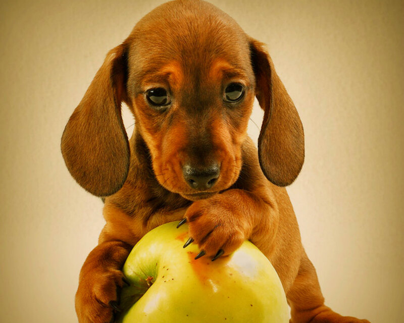 Dachshund Puppy with Apple