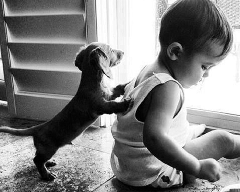 Dachshund Puppy with Child