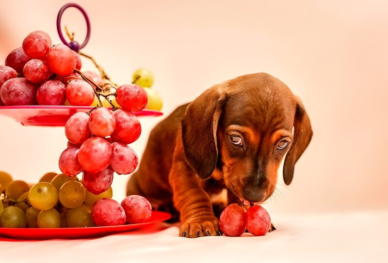 Dachshund Puppy with Grapes — Red