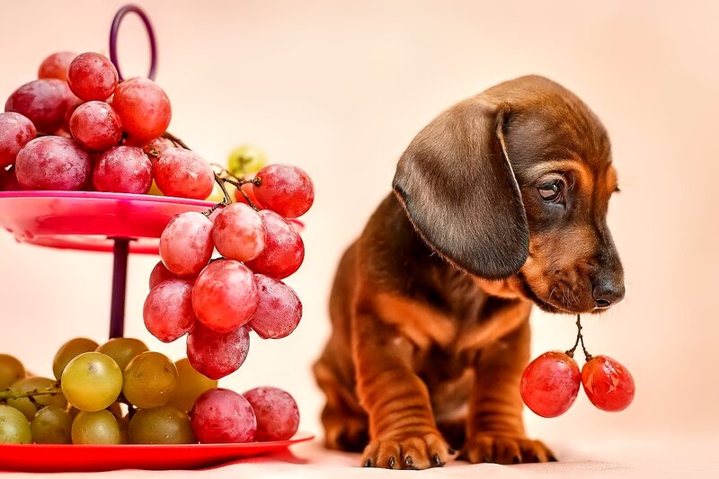 Dachshund Puppy with Grapes